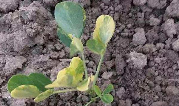 花生种植烂种缺苗解决方法