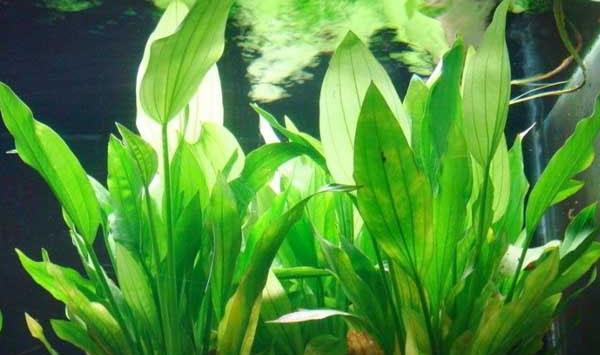 水草对河蟹养殖的作用有哪些？水草种植与管理讲解