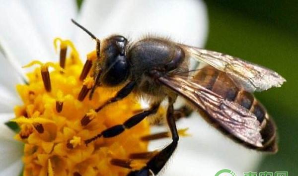 新手养蜂防止中蜂分蜂热的方法