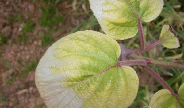 什么是猕猴桃黄化病？猕猴桃黄化病症状分析及防治措施