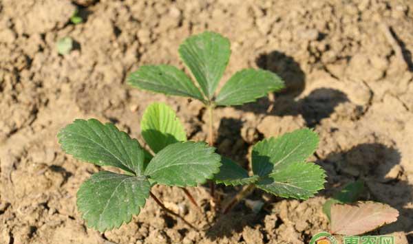 怎么挑选草莓种苗？手把手教你挑选优质草莓种苗