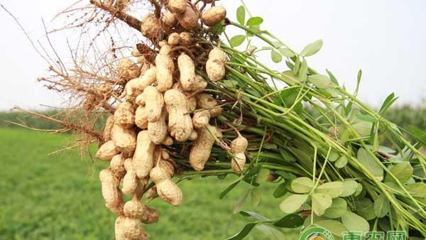 花生怎么种植管理才高产？花生高产种植技术