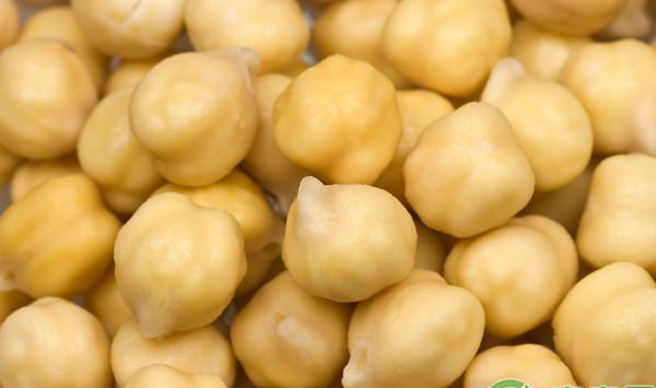 鹰嘴豆怎么栽培？鹰嘴豆高产栽培技术要点