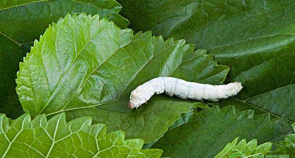 蚕室怎么消毒？幼蚕饲养管理要点