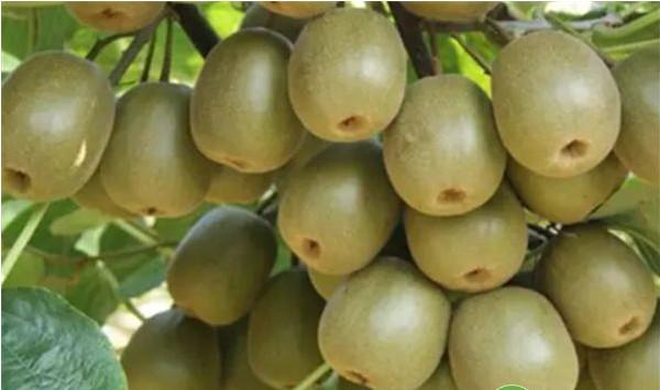 猕猴桃果实套袋出现的问题及对策（内附套袋技术）