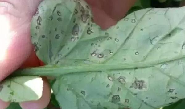 番茄种植常见问题