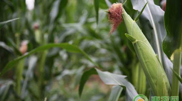玉米田怎么除草？玉米田化学除草技术