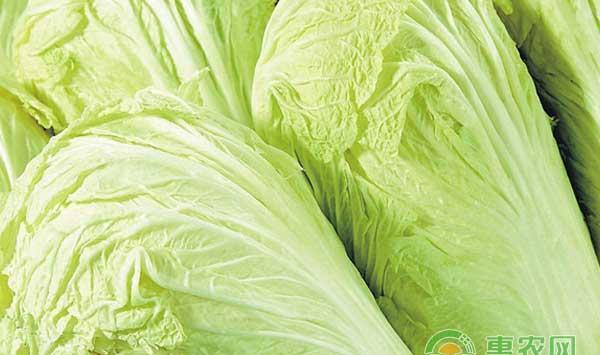 蔬菜病虫害怎么防治？蔬菜病虫害综合防治技术
