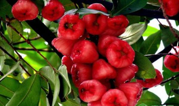 基金项目：黑金钢莲雾丰产栽培管理技术