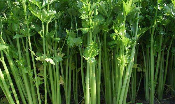 郓城县芹菜主要病虫害绿色防控技术