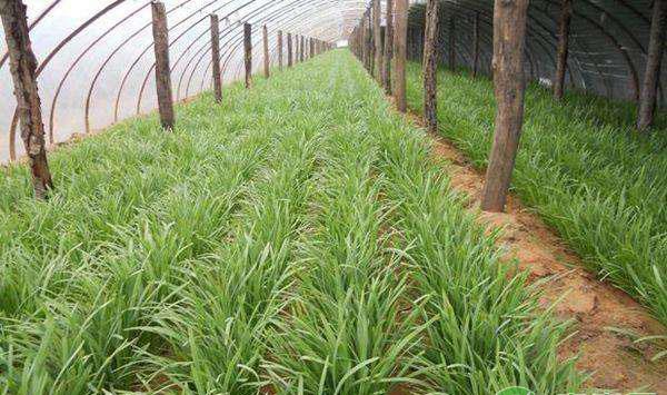 怎样种植好韭菜？韭菜的高产种植管理措施