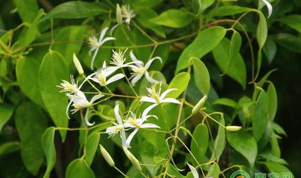 中药材甘草种植及病虫害防治技术