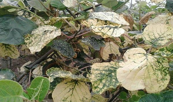 什么是猕猴桃黄化病？猕猴桃黄化病症状分析及防治措施