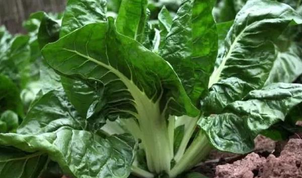 牛皮菜是什么菜？怎么种？