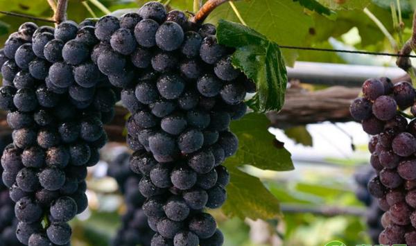 浅析保护地葡萄单行倒“L”型整形方法浅析保护地葡萄单行倒“L”型整形方法