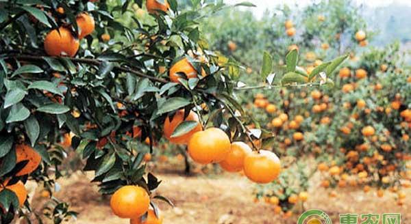 果园怎么做到“零农药”？果园“零农药”防控害虫技术