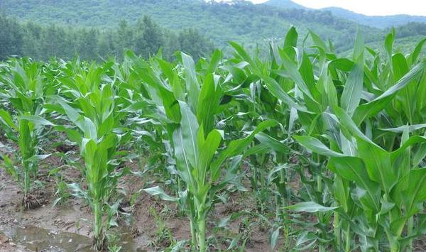 一亩地种玉米4500-5000株这能活？