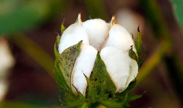 棉花高产的技术有那些？