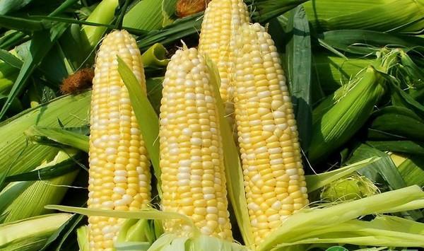 浅析2018春播玉米优简化种植技术（二）