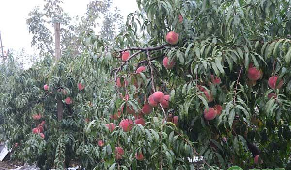 高产量高效益的桃树主干型密植栽培技术