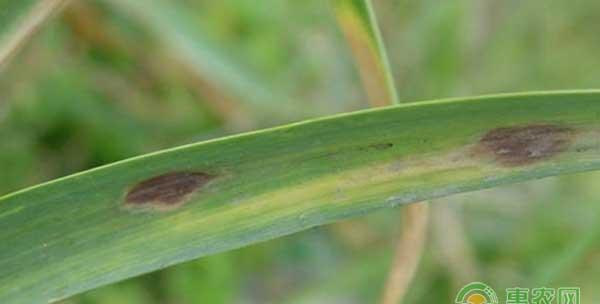 大蒜紫斑病的症状、发病规律及综合防治措施