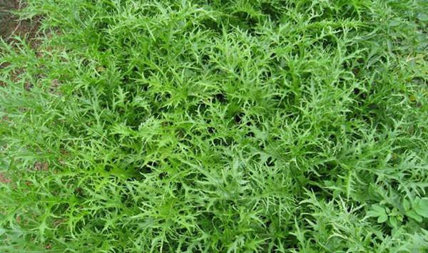 南方地区雪里蕻高产种植技术及病虫害防治