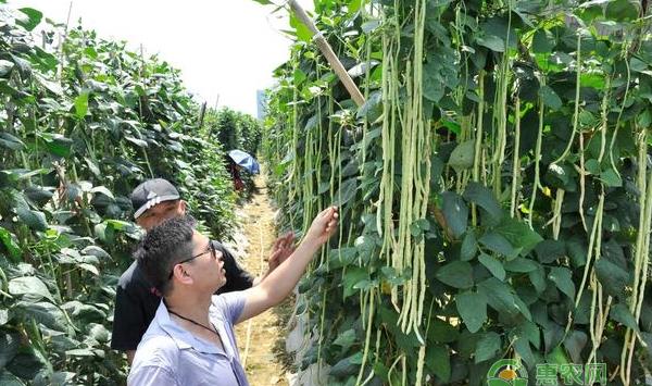 豆角丰产的种植方法