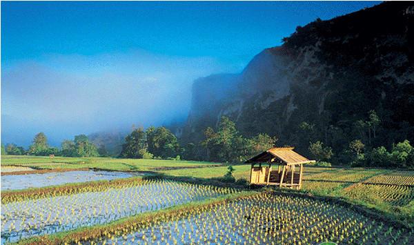 四川地区小麦病虫害绿色高效防控技术