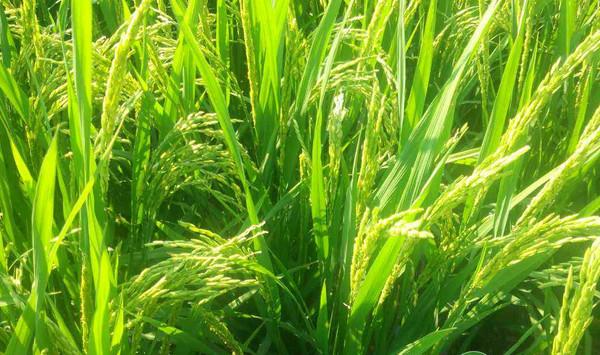 四川地区小麦病虫害绿色高效防控技术