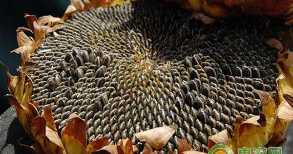 向日葵怎么种植？向日葵高效栽培技术