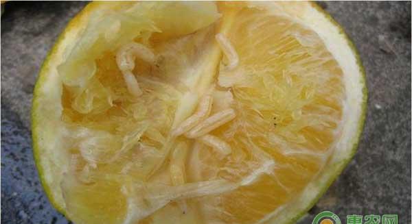 柑橘大实蝇怎么防治？柑橘大实蝇防治措施