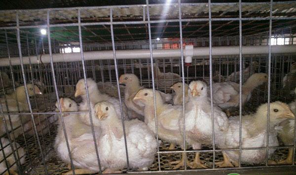 蛋鸡养殖怎么提高产蛋量？蛋鸡日常饲养要点