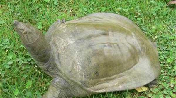 甲鱼怎么养殖？甲鱼养殖六大要点