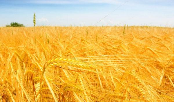 提高小麦粒重的方法有哪些？提高小麦粒重的技术要点