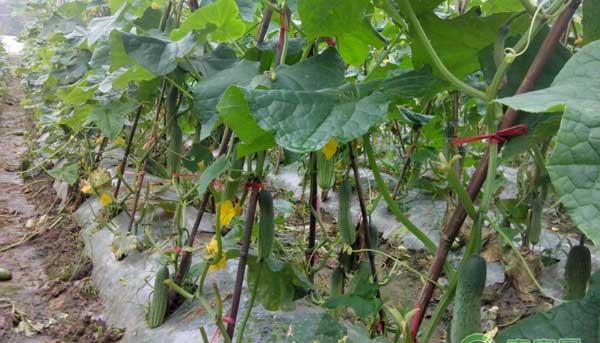 水果黄瓜怎么管理？水果黄瓜高产管理秘籍