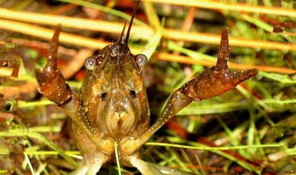 龙虾科学管理技术