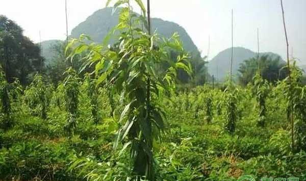 桃树细长主干型栽培存在哪些问题？种植户怎么应对？