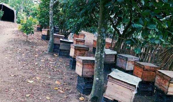 春季如何选择放蜂场地？