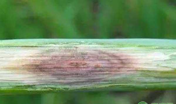 大蒜紫斑病的症状、发病规律及综合防治措施