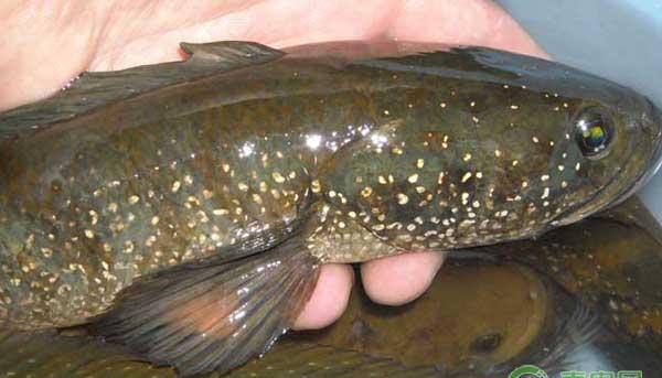 七星鱼怎么养殖？七星鱼养殖技术