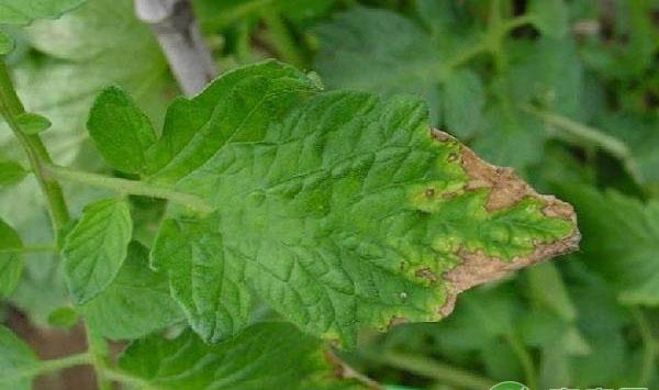 番茄叶片出现淡斑怎么办？该如何防治？