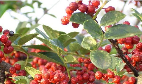 花椒有哪些常见病虫害？花椒常见病虫害及其防治方法