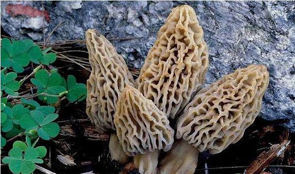 高寒阴湿地区羊肚菌日光温室高产种植技术