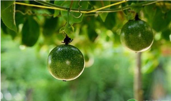 和平县地区百香果矮棚架密植栽培技术