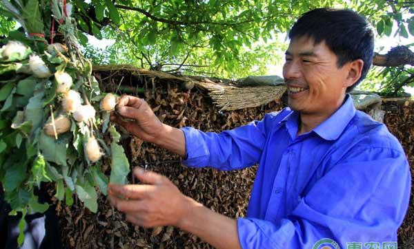 怎么提高春柞蚕的产量？春柞蚕室内养殖技术