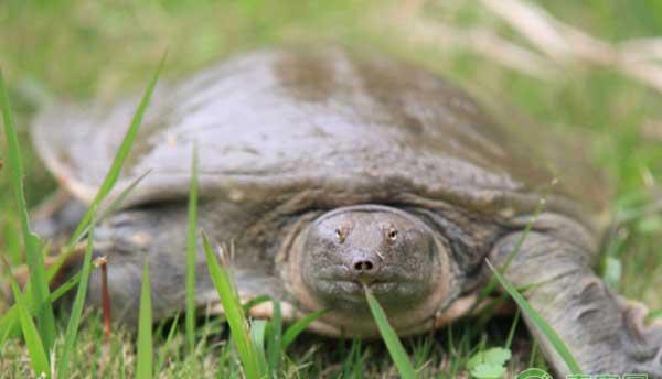 甲鱼怎么养殖？甲鱼养殖六大要点