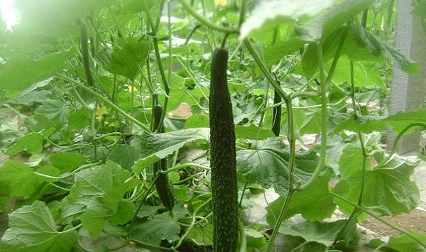 大棚温室黄瓜花打顶现象的发生原因及防治方法