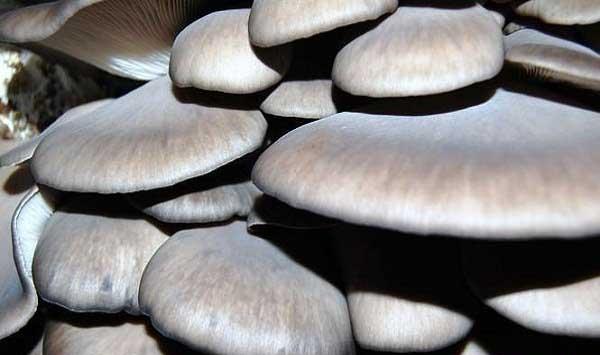 四种平菇原料处理方法的优缺点解析
