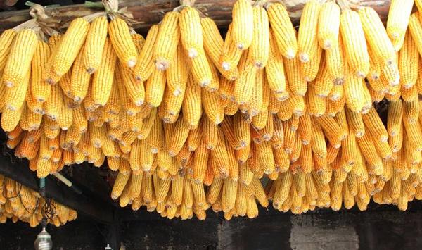 玉米种植增产的关键环节分析及方法