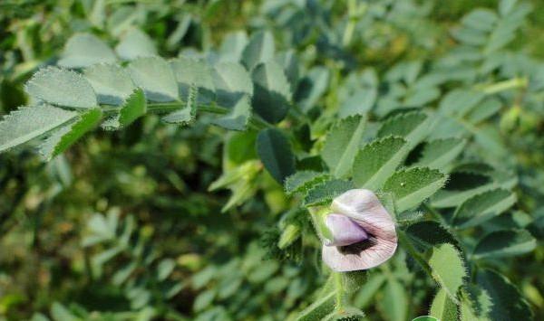 鹰嘴豆怎么栽培？鹰嘴豆高产栽培技术要点